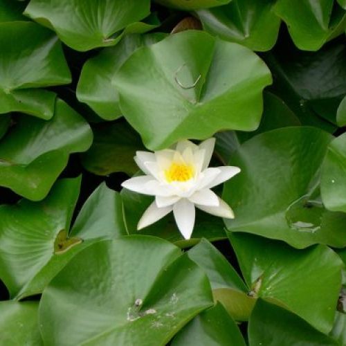 Jardinería Cantabria 13