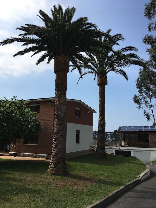PODA PALMERA