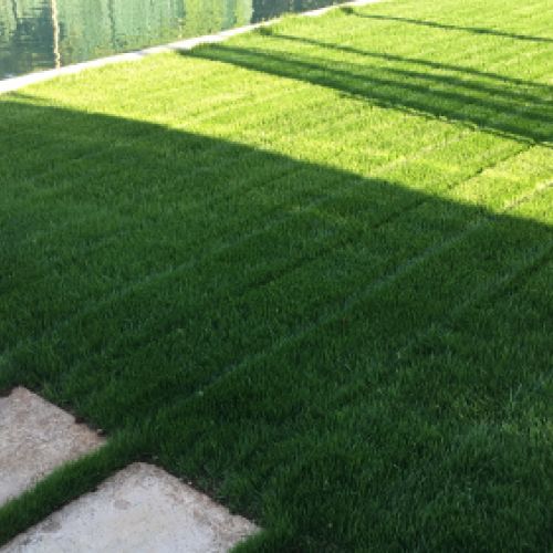 CESPED MEDIANTE SIEMBRA