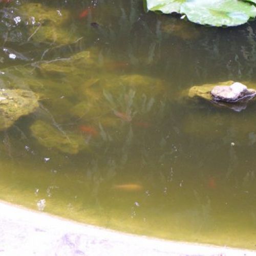 Jardinería Cantabria 14