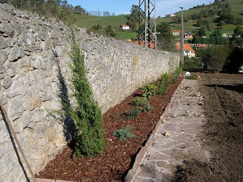Coniferas